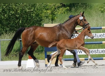 Deutsches Reitpferd, Stute, 23 Jahre, Dunkelbrauner