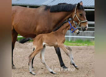 Deutsches Reitpferd, Stute, 23 Jahre, Dunkelbrauner
