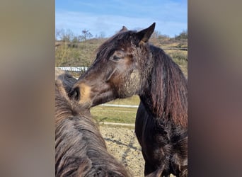 Deutsches Reitpferd, Stute, 2 Jahre, 149 cm, Falbe