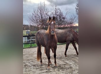 Deutsches Reitpferd, Stute, 2 Jahre, 153 cm, Fuchs