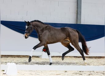 Deutsches Reitpferd, Stute, 2 Jahre, 155 cm, Brauner