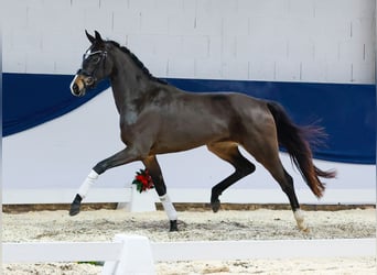 Deutsches Reitpferd, Stute, 2 Jahre, 155 cm, Brauner