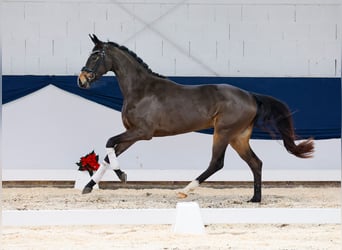 Deutsches Reitpferd, Stute, 2 Jahre, 155 cm, Brauner