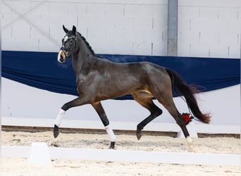 Deutsches Reitpferd, Stute, 2 Jahre, 155 cm, Brauner