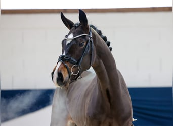 Deutsches Reitpferd, Stute, 2 Jahre, 155 cm, Brauner