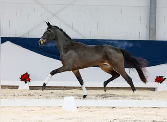 Deutsches Reitpferd, Stute, 2 Jahre, 155 cm, Brauner