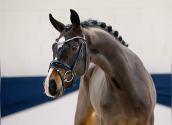 Deutsches Reitpferd, Stute, 2 Jahre, 155 cm, Brauner