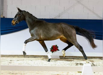 Deutsches Reitpferd, Stute, 2 Jahre, 157 cm, Brauner