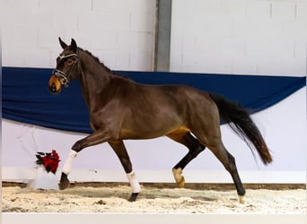 Deutsches Reitpferd, Stute, 2 Jahre, 157 cm, Brauner