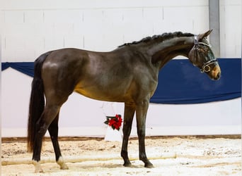 Deutsches Reitpferd, Stute, 2 Jahre, 157 cm, Brauner