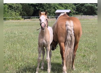 Deutsches Reitpferd, Stute, 2 Jahre, 160 cm, Tigerschecke
