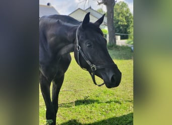 Deutsches Reitpferd, Stute, 2 Jahre, 162 cm, Rappe