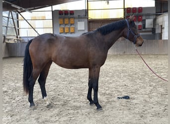 Deutsches Reitpferd, Stute, 2 Jahre, 165 cm, Brauner