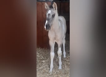 Deutsches Reitpferd, Stute, 2 Jahre, 170 cm, Schecke