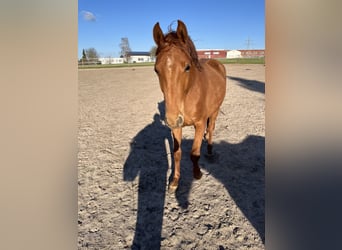 Deutsches Reitpferd, Stute, 2 Jahre, Fuchs