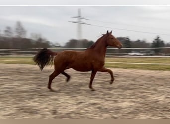 Deutsches Reitpferd, Stute, 2 Jahre, Fuchs