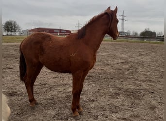 Deutsches Reitpferd, Stute, 2 Jahre, Fuchs