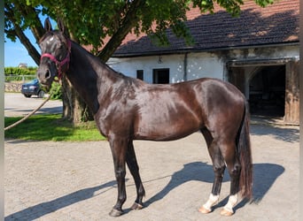 Deutsches Reitpferd, Stute, 2 Jahre, Rappe