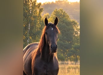 Deutsches Reitpferd, Stute, 2 Jahre, Rappe