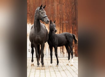 Deutsches Reitpferd, Stute, 2 Jahre, Rappe