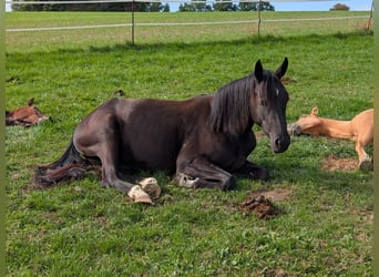 Deutsches Reitpferd, Stute, 2 Jahre, Rappe
