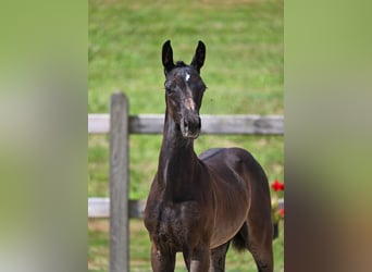 Deutsches Reitpferd, Stute, 2 Jahre, Rappe