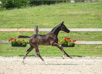 Deutsches Reitpferd, Stute, 2 Jahre, Rappe