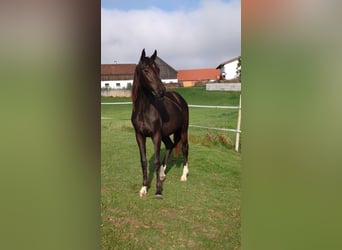 Deutsches Reitpferd, Stute, 2 Jahre, Rappe