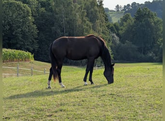 Deutsches Reitpferd, Stute, 2 Jahre, Rappe