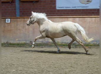Deutsches Reitpferd, Stute, 3 Jahre, 146 cm, Palomino