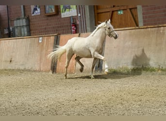 Deutsches Reitpferd, Stute, 3 Jahre, 146 cm, Palomino
