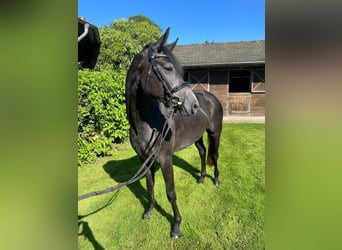 Deutsches Reitpferd, Stute, 3 Jahre, 150 cm, Apfelschimmel