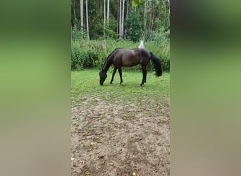 Deutsches Reitpferd, Stute, 3 Jahre, 150 cm, Rappe