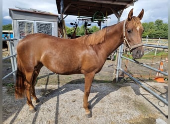 Deutsches Reitpferd, Stute, 3 Jahre, 153 cm, Fuchs