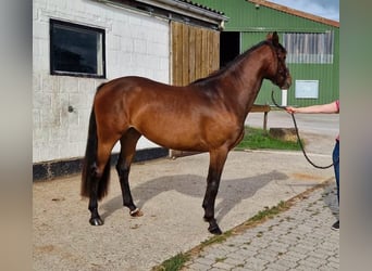 Deutsches Reitpferd, Stute, 3 Jahre, 154 cm, Brauner