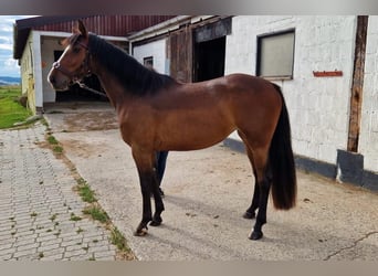 Deutsches Reitpferd, Stute, 3 Jahre, 154 cm, Brauner