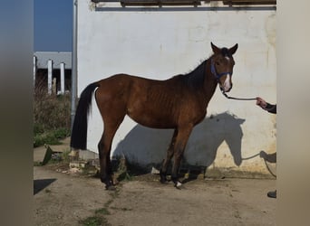 Deutsches Reitpferd Mix, Stute, 3 Jahre, 155 cm, Brauner