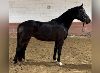 Deutsches Reitpferd, Stute, 3 Jahre, 155 cm, Brauner