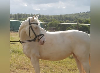 Deutsches Reitpferd, Stute, 3 Jahre, 155 cm, Cremello