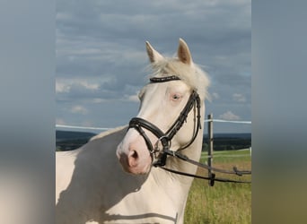 Deutsches Reitpferd, Stute, 3 Jahre, 155 cm, Cremello
