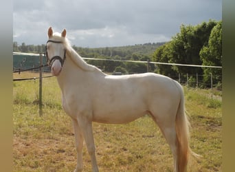 Deutsches Reitpferd, Stute, 3 Jahre, 155 cm, Cremello