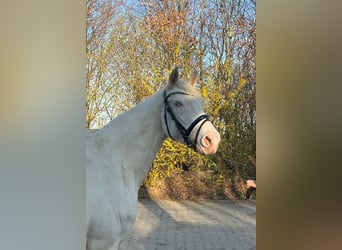 Deutsches Reitpferd, Stute, 3 Jahre, 155 cm, Cremello