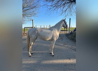 Deutsches Reitpferd, Stute, 3 Jahre, 155 cm, Cremello