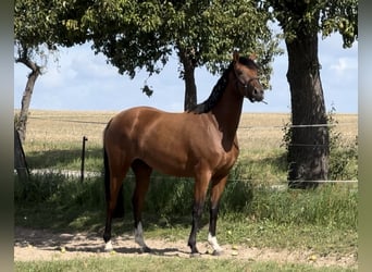 Deutsches Reitpferd, Stute, 3 Jahre, 157 cm, Brauner