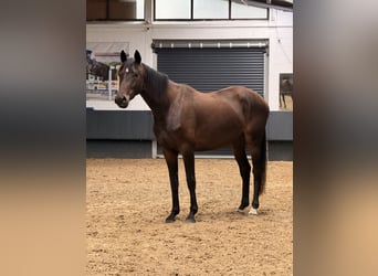 Deutsches Reitpferd, Stute, 3 Jahre, 160 cm, Dunkelbrauner