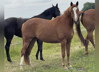 Deutsches Reitpferd, Stute, 3 Jahre, 160 cm, Fuchs