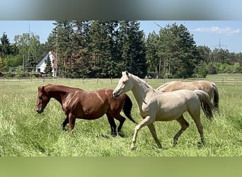 Deutsches Reitpferd, Stute, 3 Jahre, 160 cm, Palomino