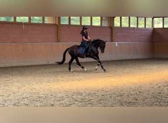 Deutsches Reitpferd, Stute, 3 Jahre, 160 cm, Rappe