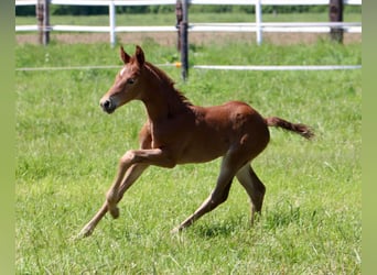 Deutsches Reitpferd, Stute, 3 Jahre, 161 cm, Fuchs