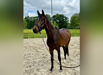 Deutsches Reitpferd, Stute, 3 Jahre, 162 cm, Brauner